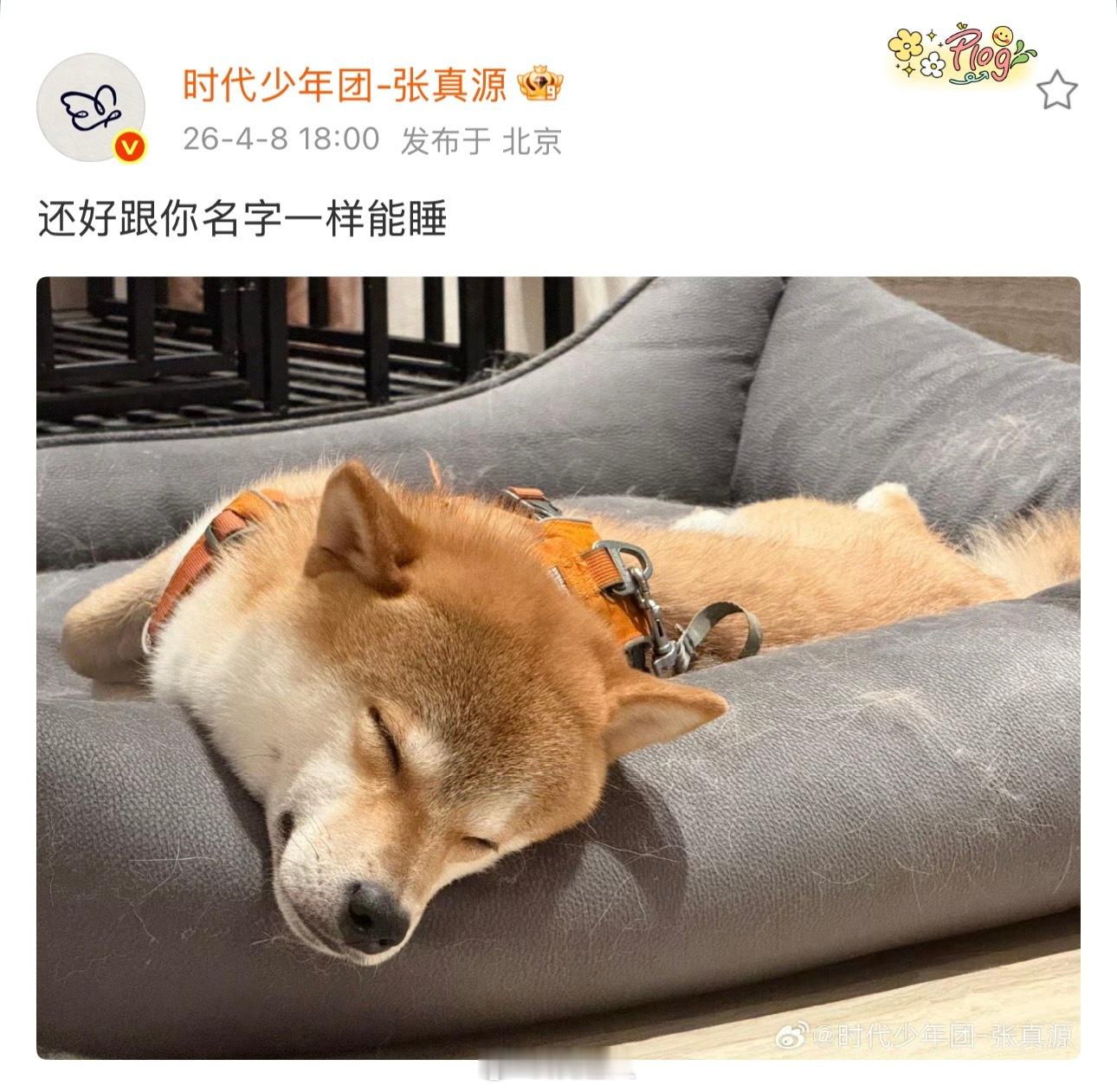 张真源晒呼安纪念三周年张真源晒呼安纪念到家三周年 小呼安和爸爸相遇三周年啦