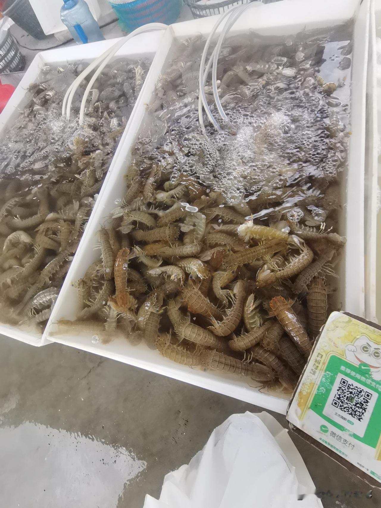 开海了，大集上的海鲜还是那么贵！
活蹦乱跳的虾爬子25一斤。
想买点儿尝尝鲜，刚