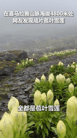 “上人民日报了！”男子独自一人爬喜马拉雅山，爬到海拔大约4800米的时候，他竟然