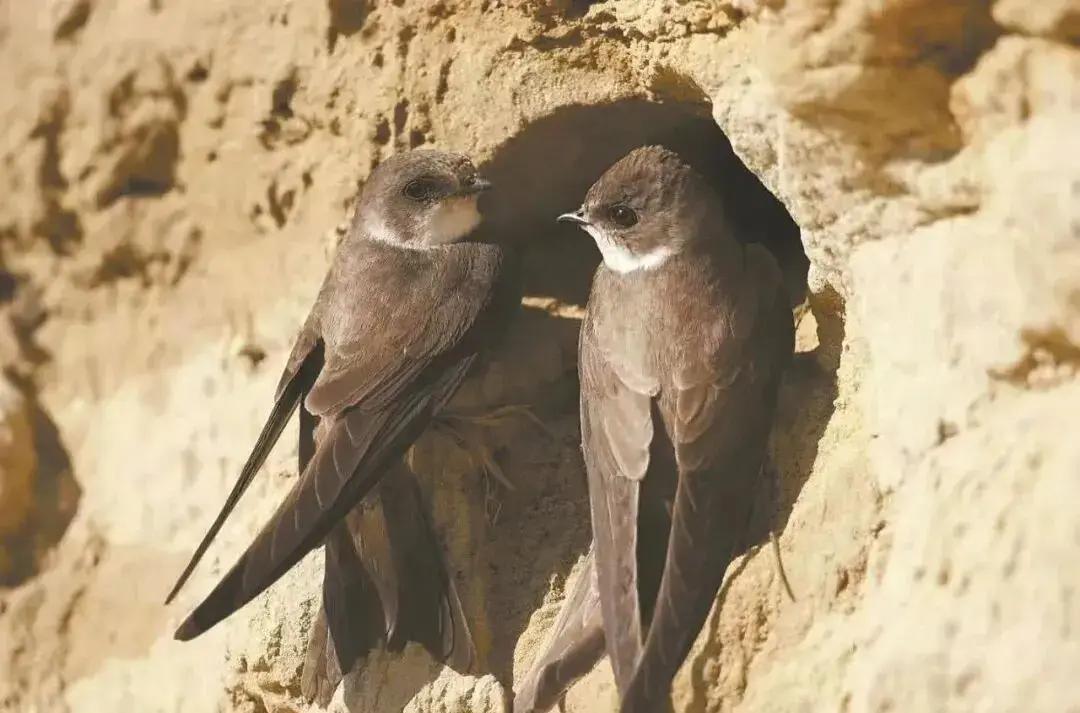 3月9日，四川绵阳三江大桥旁沙场惊现大量崖沙燕巢穴，却传出沙中夹杂尸体惨状，这群