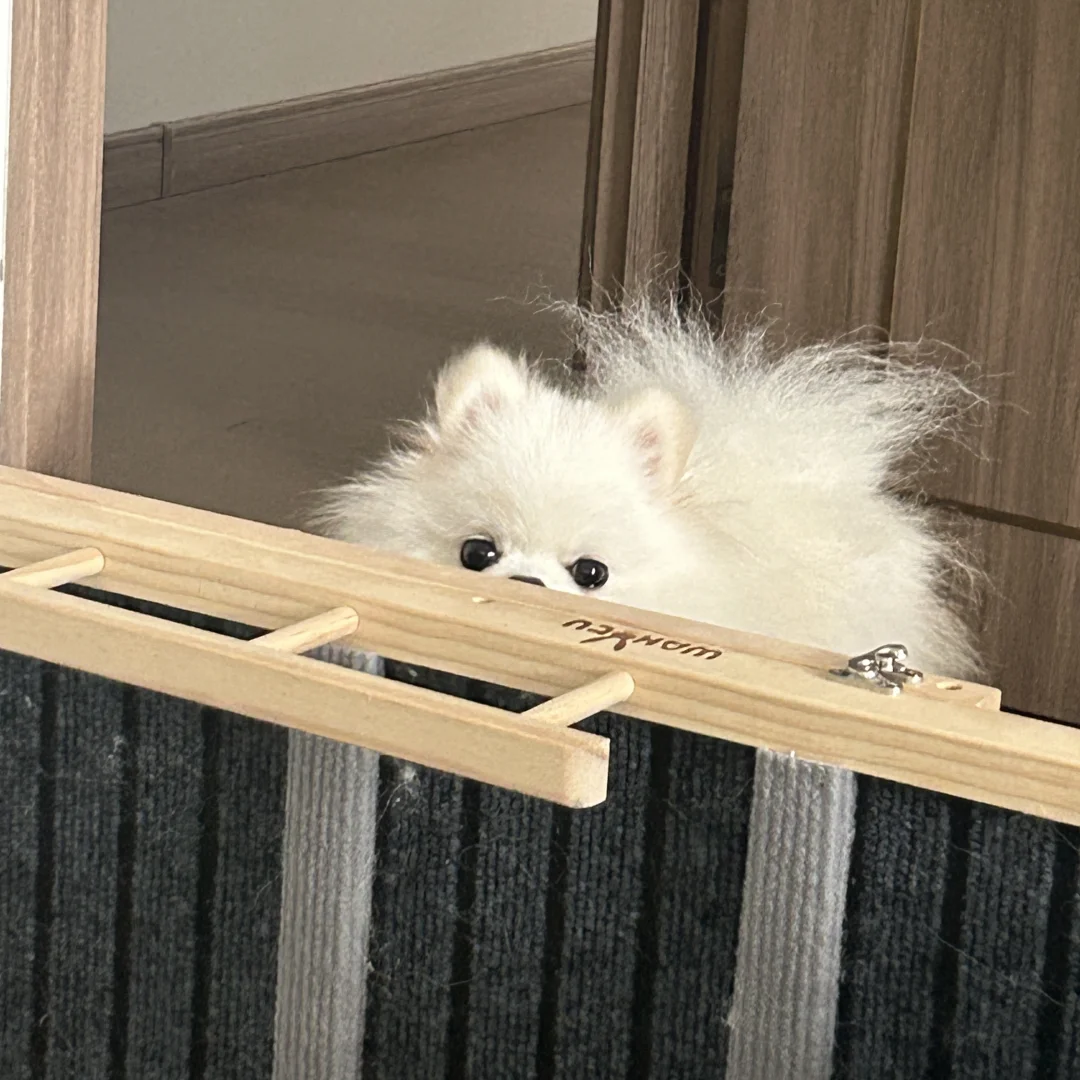 👀你在被我监视中（狗狗祟祟）