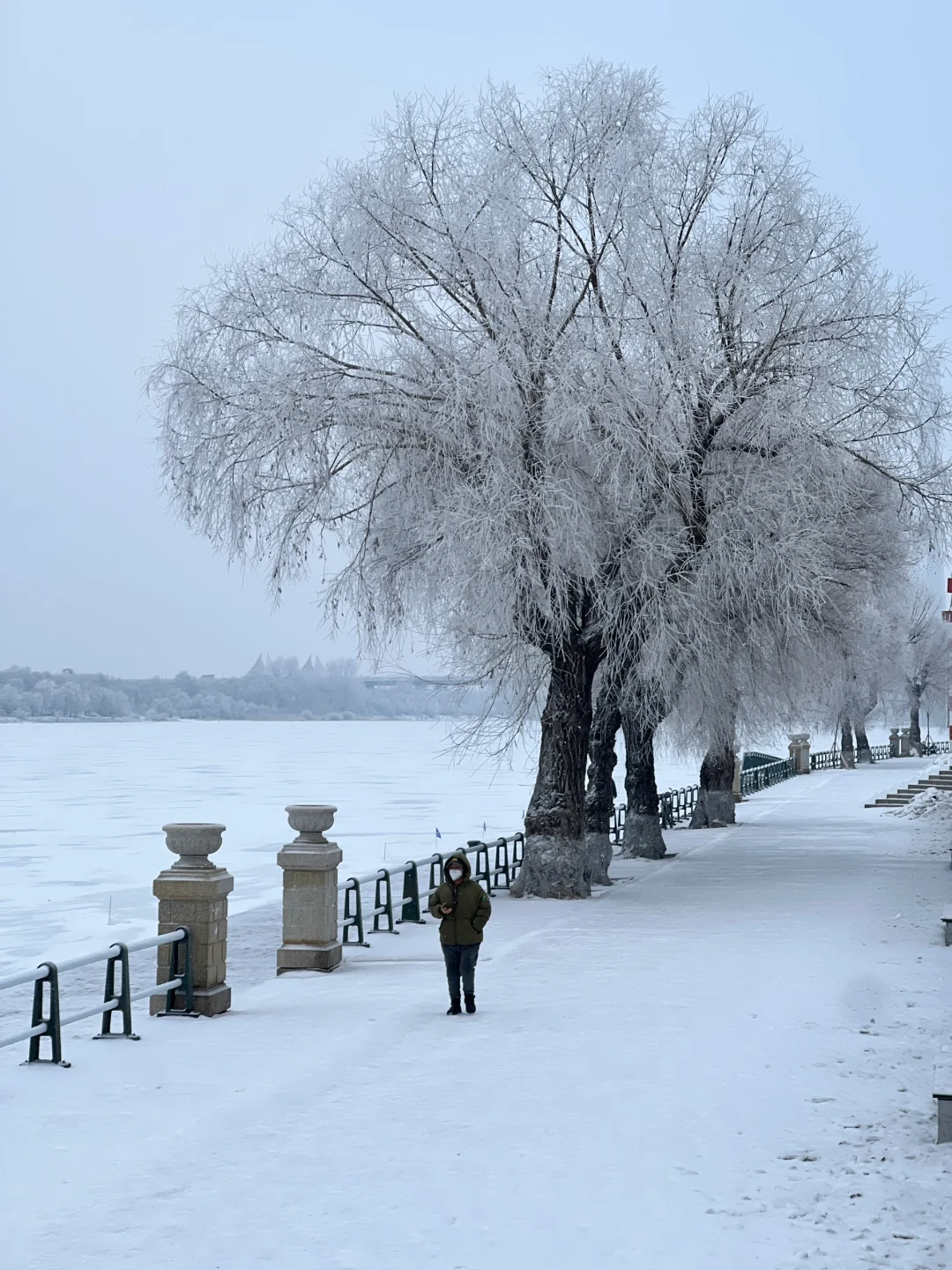 2024.12.31哈尔滨终于又下雪了！还挺大！
