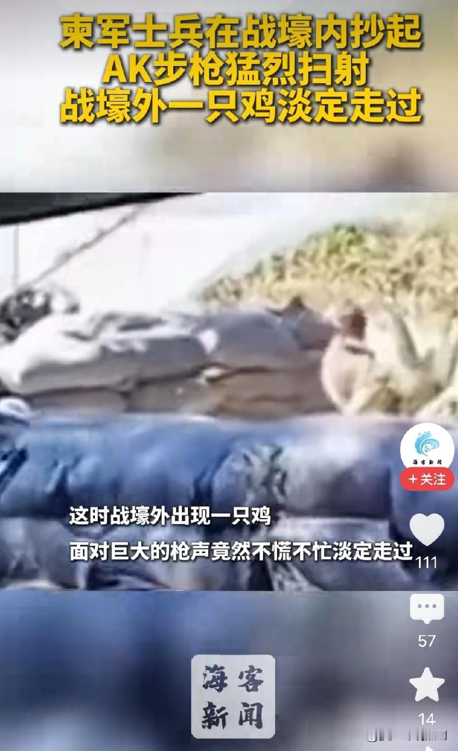 这只鸡会成为柬埔寨最坚强的战斗鸡，在枪林弹雨之下，居然还能从容淡定的走动。

或