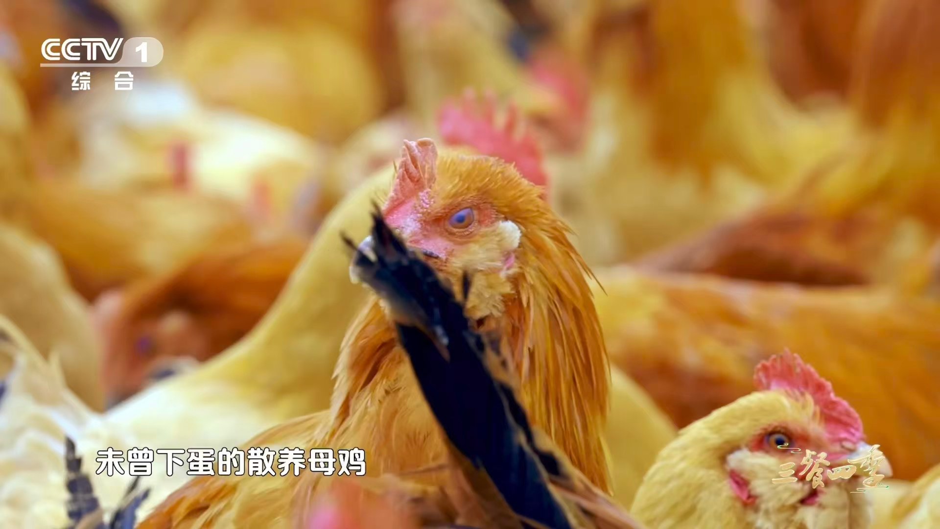 鸡味到底是什么味慢煨焗出来的不只是鸡肉，更是岁月的鲜，梅州盐焗鸡肉质细嫩，满口都