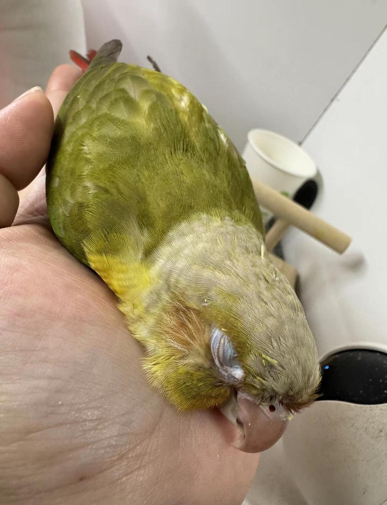 我的宝贝生病了 豆皮，是我家最乖最懂事最坚强的孩子，可是，他生了一种查都查不出来