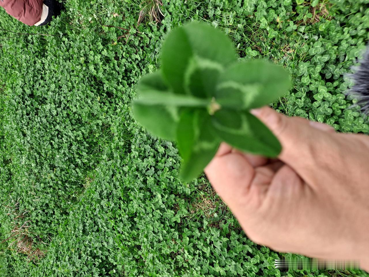 三叶草大家见过吗？
     具体有什么功效呢？
      听说能在三叶草里面