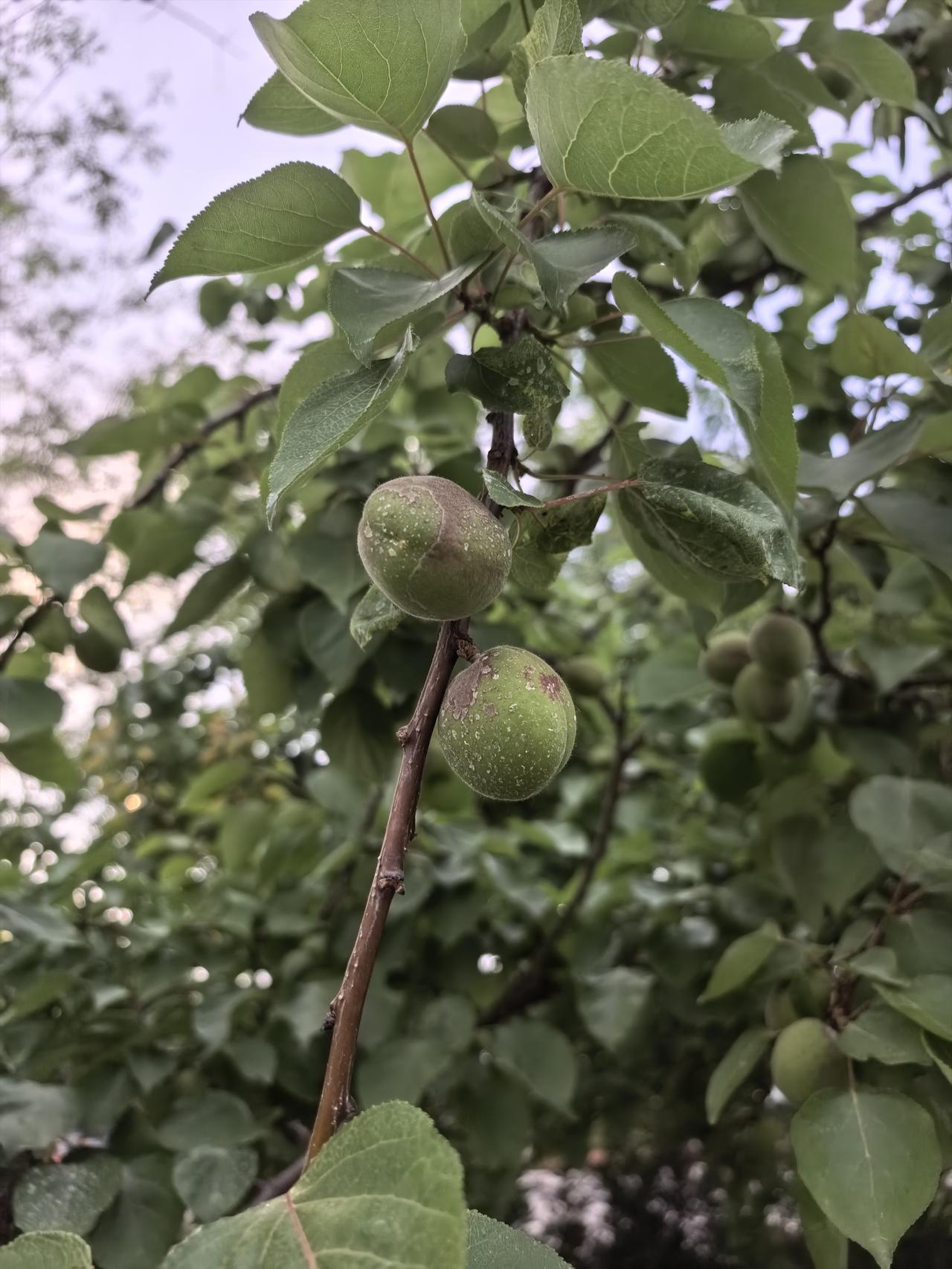 上联：八戒洗澡猪下水，求下联悟空偷杏猴上树。