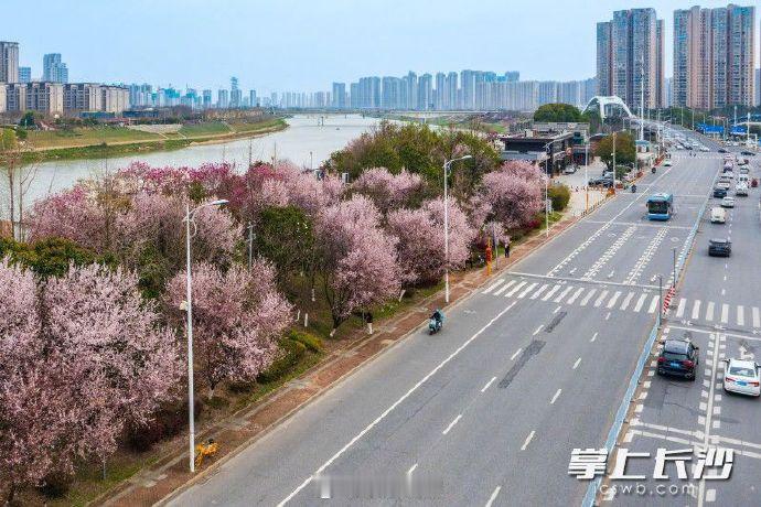 【长沙浏阳河畔繁花盛开】近日，芙蓉区浏阳河风光带上，盛开的樱花吸引了不少游客前来