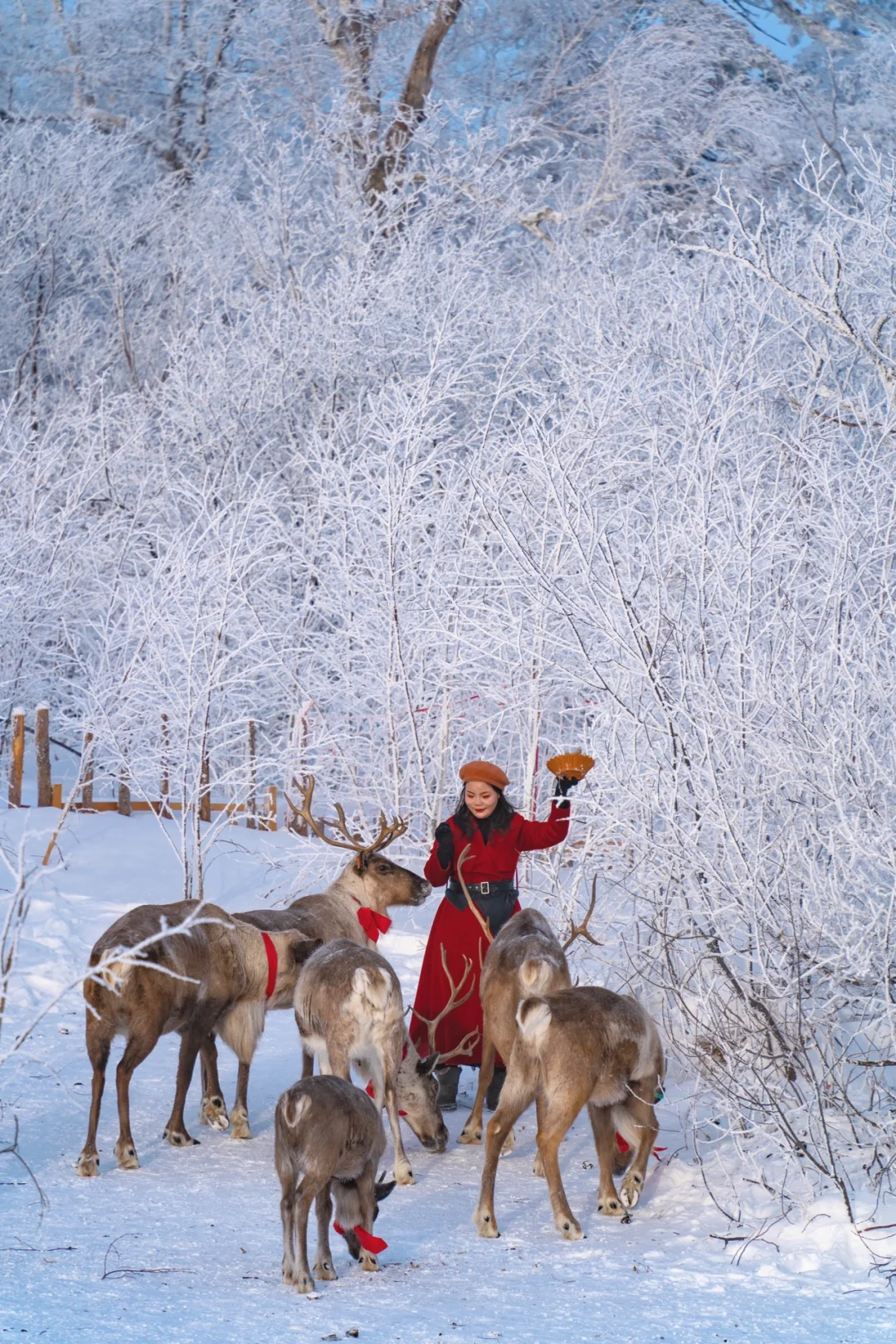 刚从来长白山雪岭回来，强烈推荐小土豆宝们