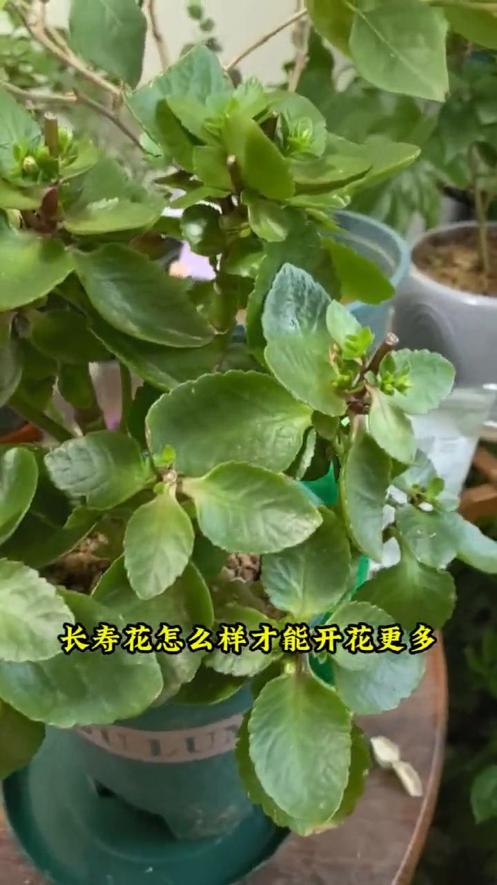 长寿花怎么样才能开花更多？
·第一个就是光照，光照必须充足，因为长寿花是非常喜光