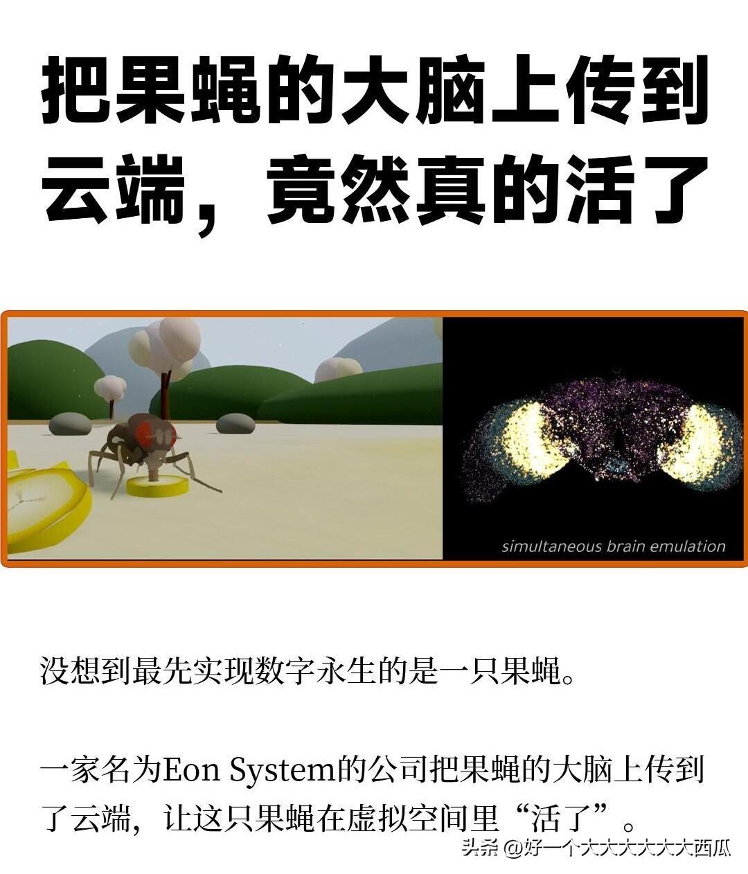 这几日最炸裂的科技新闻不是龙虾而是那只果蝇，
这是人类科技史上第一次，
把一整个