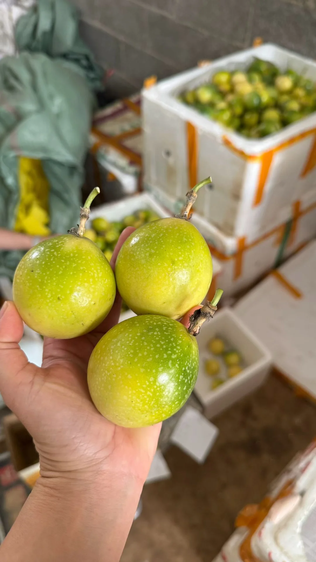 就问你们新不新鲜，刚刚下树的黄金百香果。