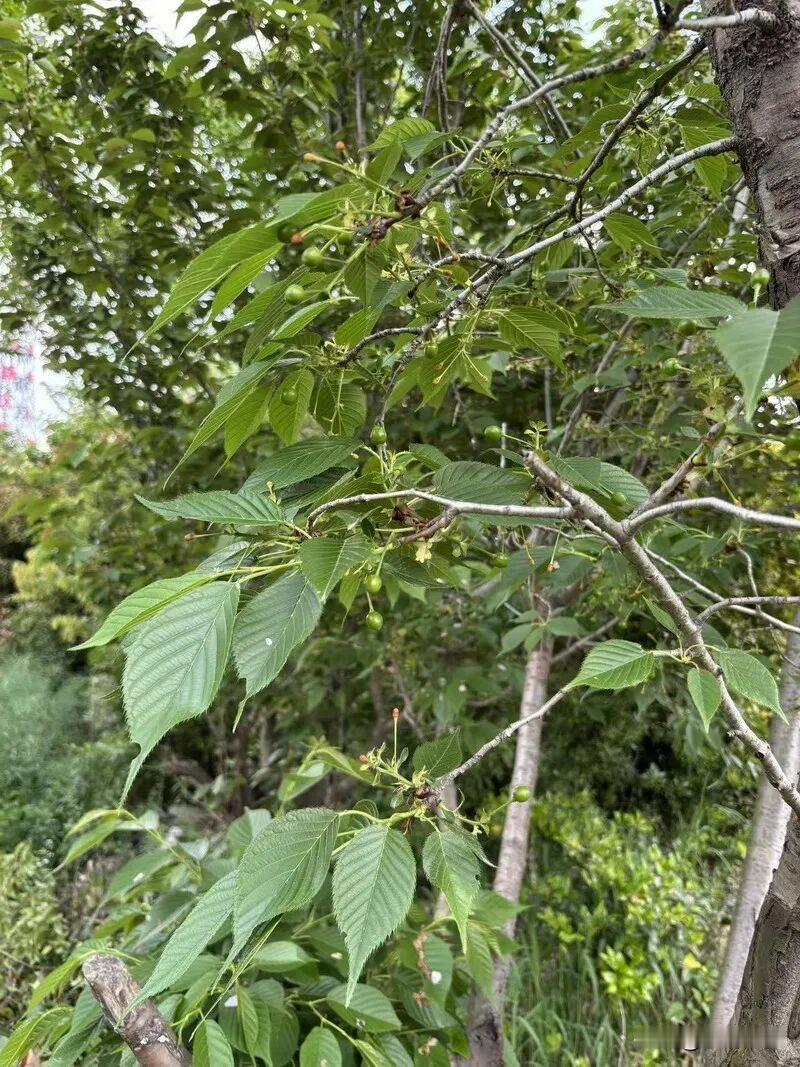 花开花落又一年，今天的天气预报依旧不靠谱，阳光却依旧灿烂无比，草地比上次来时更加