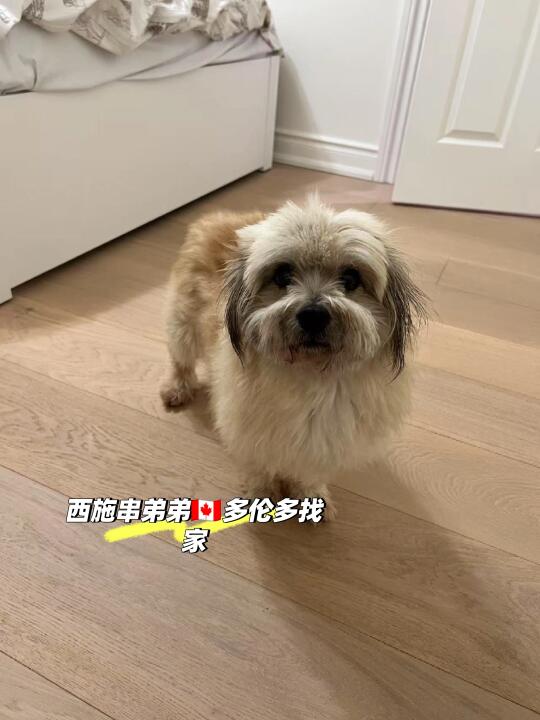 多伦多小狗找家