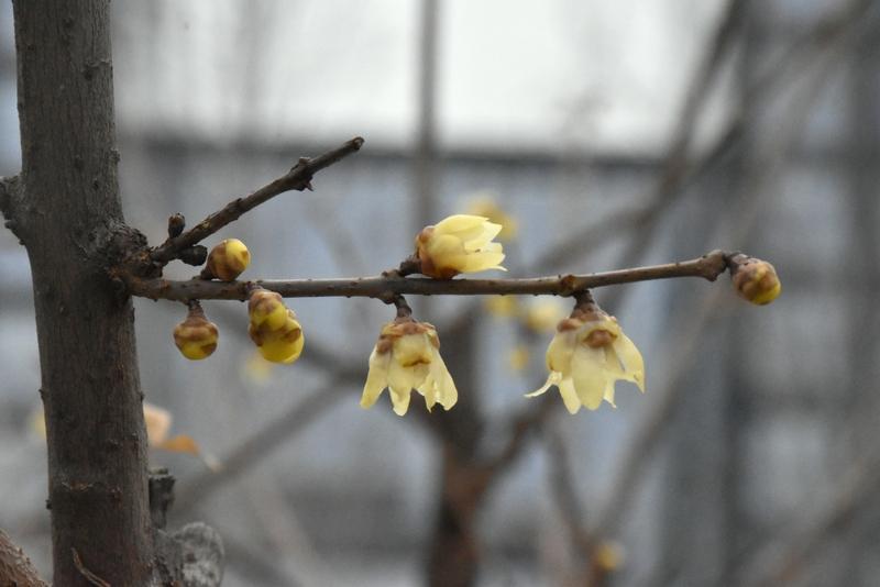 清明.春花

清明节时百花开，
红蓝黄绿缀崖台。
前接蜂蝶来朝拜，
后迎踏春远客