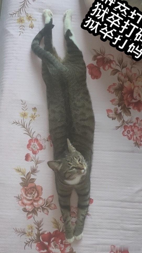 49342【丑猫】忍不住化身一条固执的鱼 