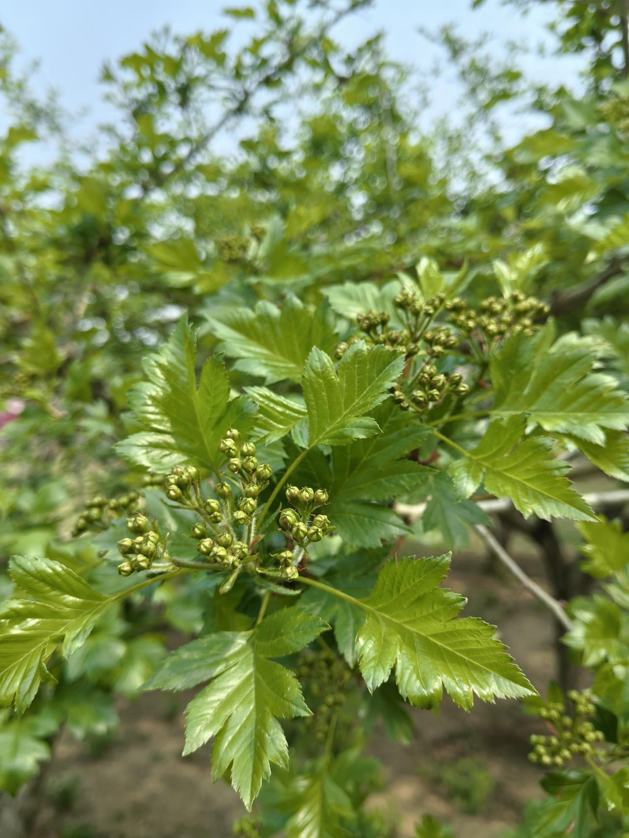 山楂树
当我走在湿地公园山楂树下的时候，虽然没有开花但被山楂树叶所吸引。
山楂树