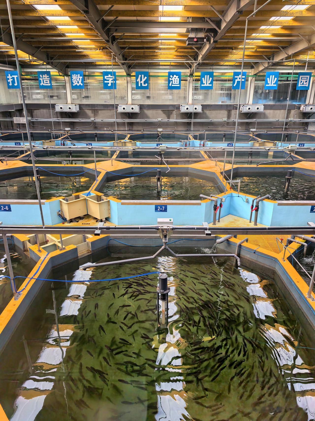 养鱼居然早已开启了数字化，确实很了不起，但不清楚这样养出来的鱼口感怎么样。这是山