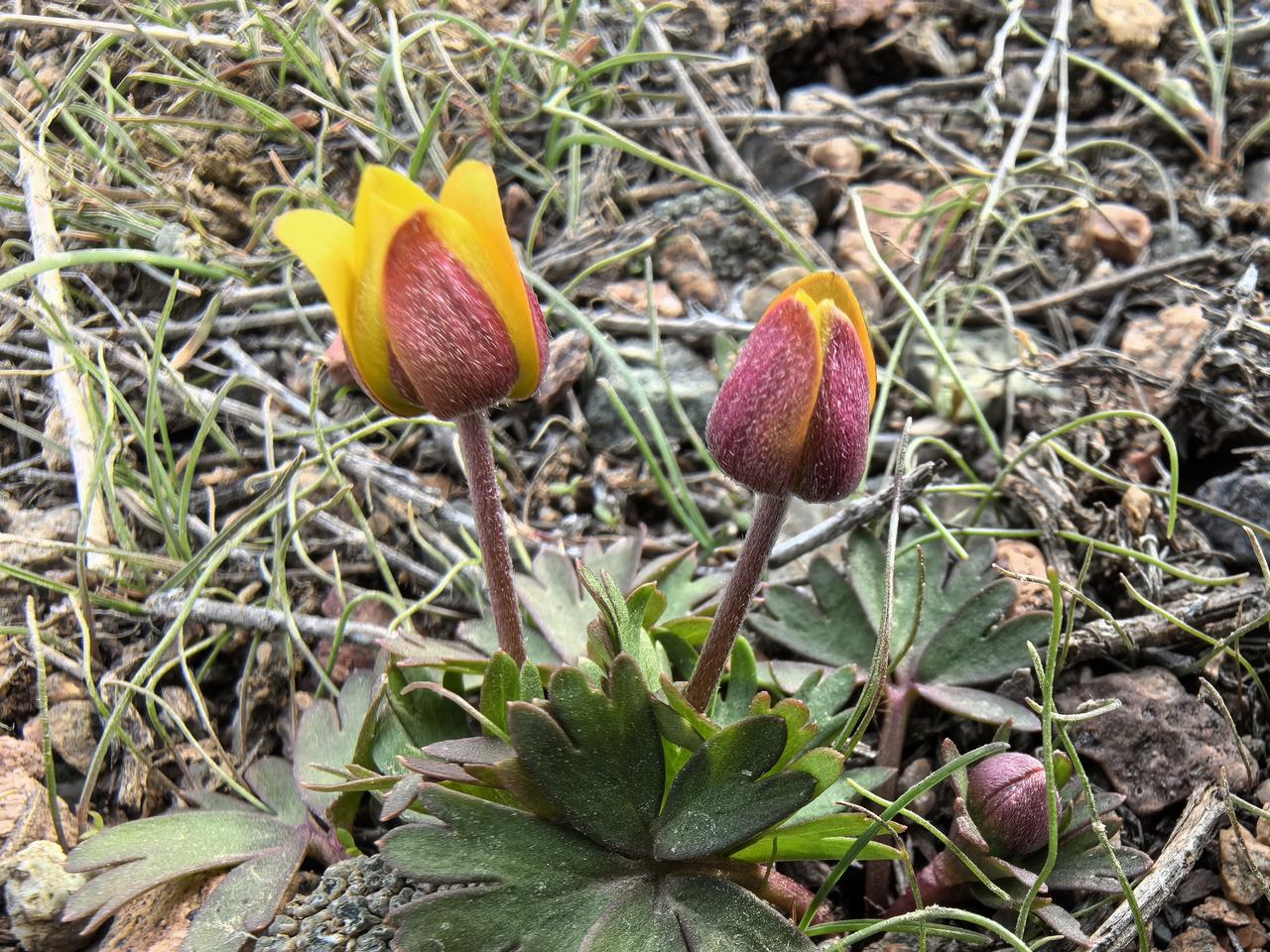 是2026年，伊犁草原野花
3月17日块伊犁茎银莲花。
3月21日伊犁郁金香。