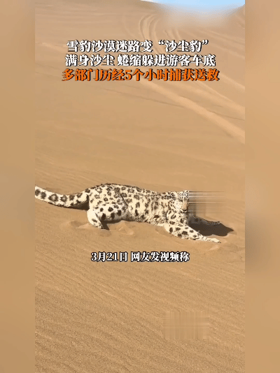 稀奇！新疆沙漠里竟跑来只雪豹，满身沙尘累得躺地上，还钻进游客车底躲着，这场景谁见