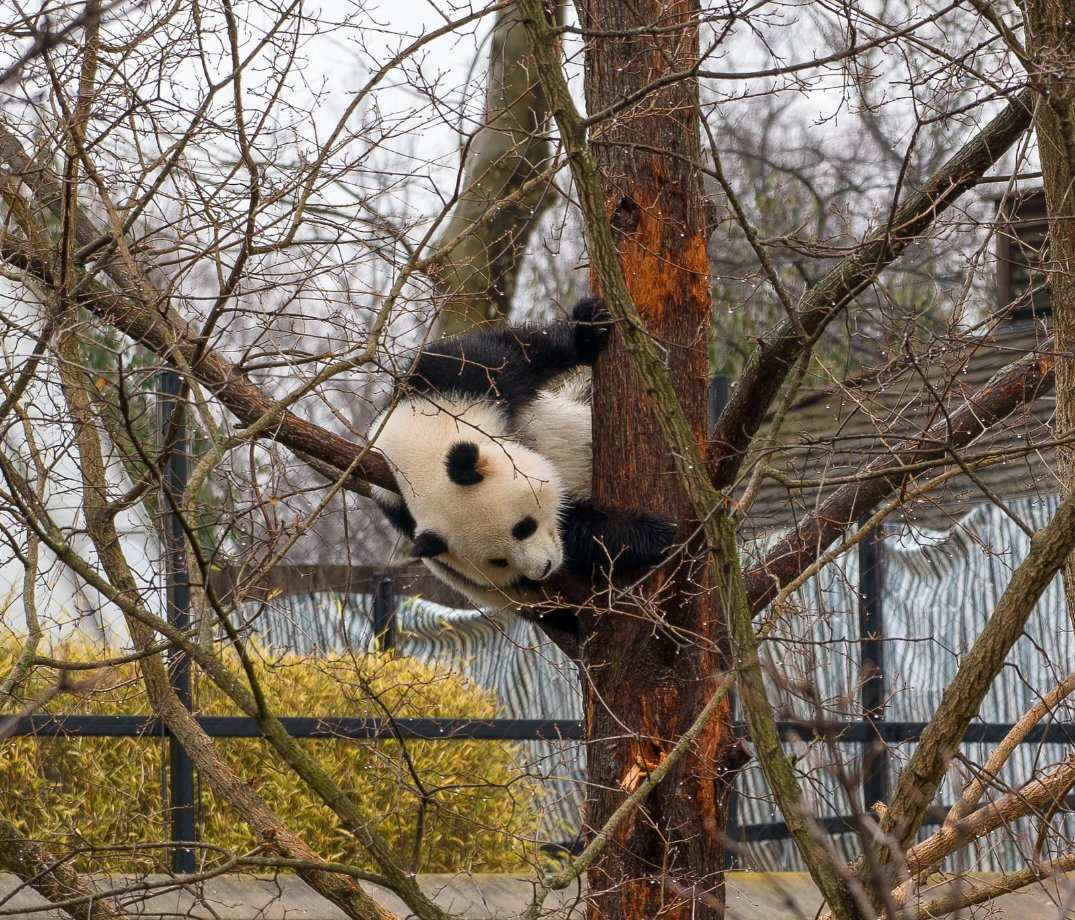 青宝打算晒小熊嘛～🐼 