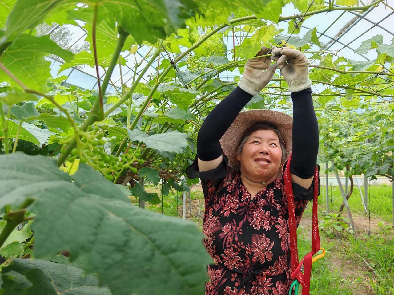 云梦城关：精细化管护赋能葡萄产业提质增效。云梦县城关镇西王村清晨的薄雾还未完全散