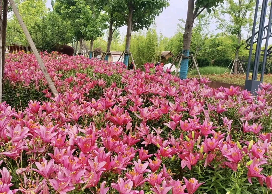 骆岗公园竟然有 3500 平方米的百合花海！🌸