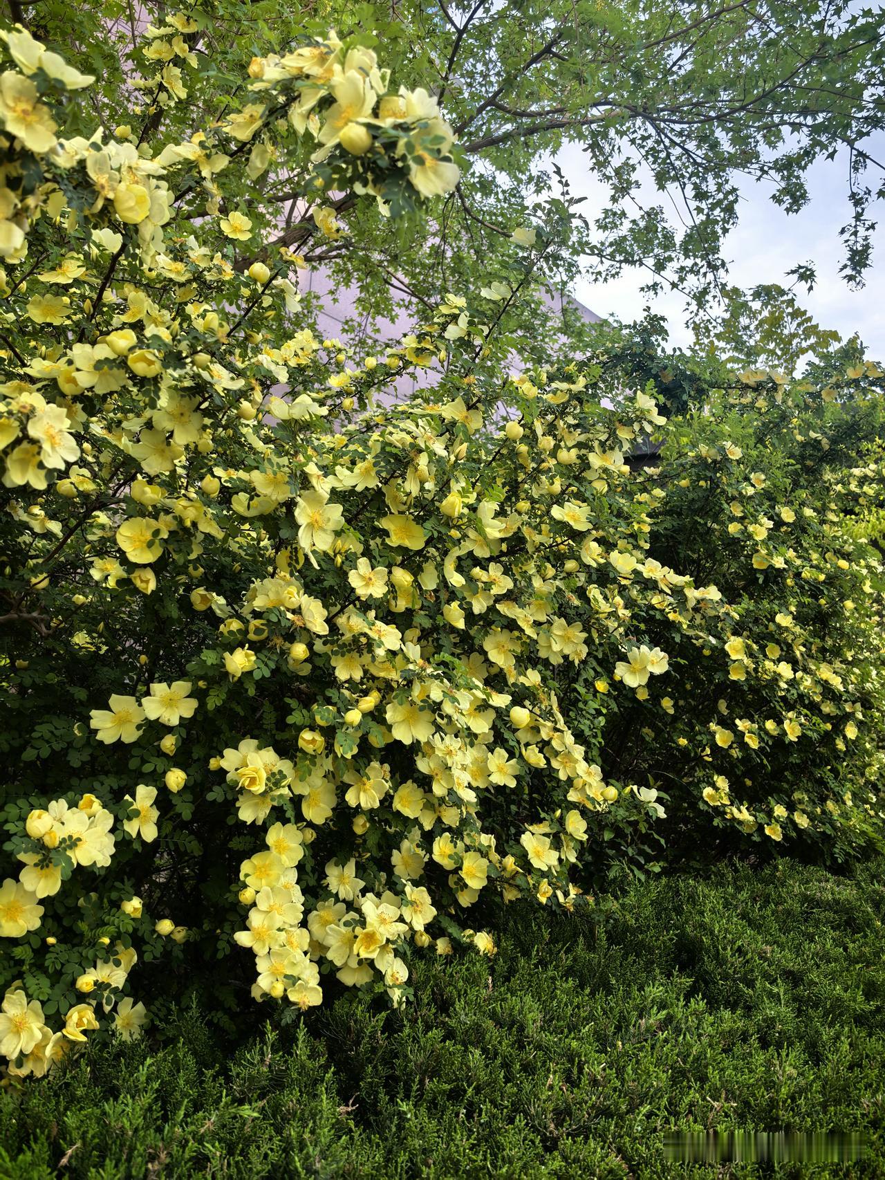 春日生活打卡季细雨绵绵落下，空气里满是清新湿润的味道。雨滴轻敲窗棂，打湿枝头新绿