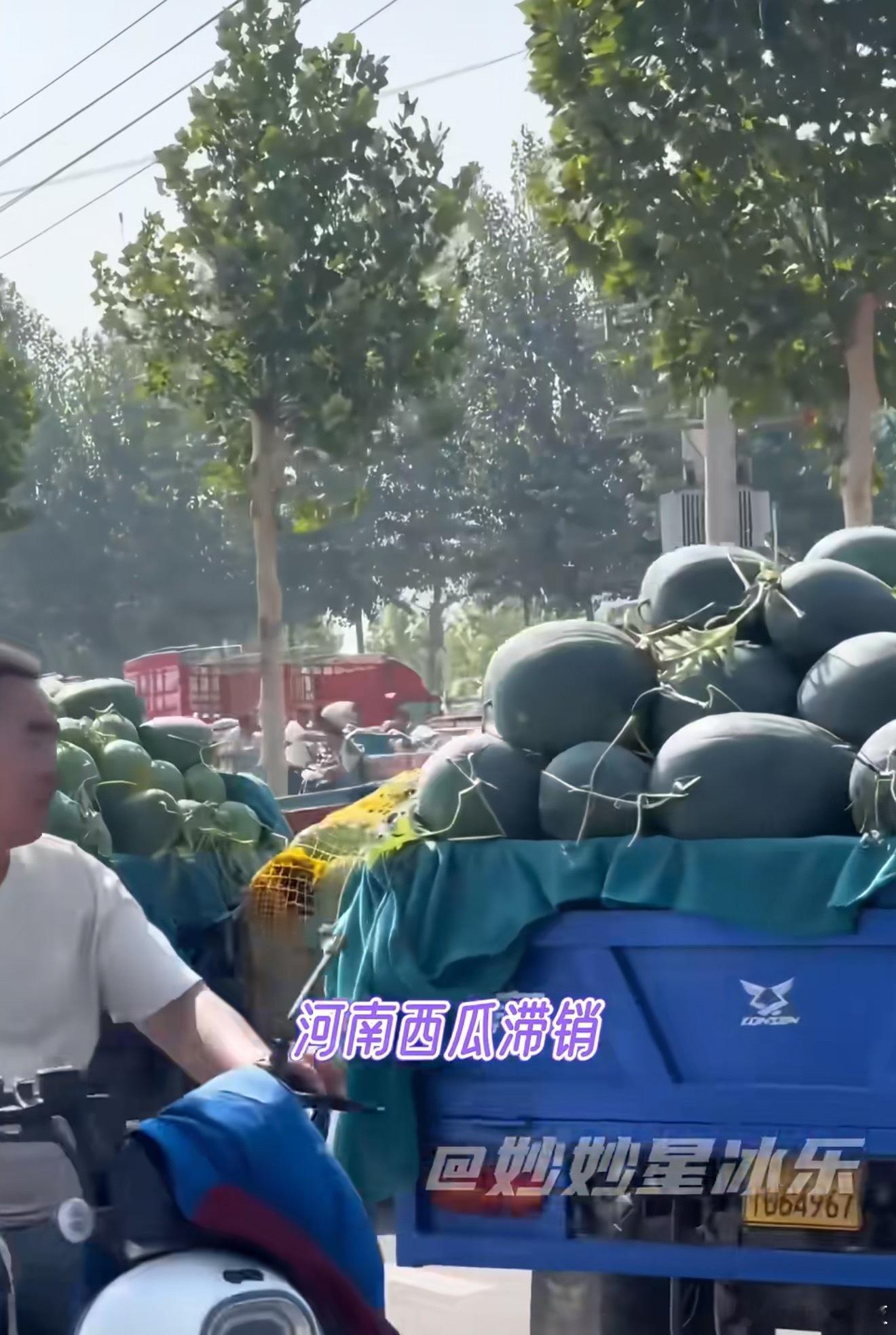 河南西瓜1400斤100元一车西瓜才卖一百块…天哪，这得种多久，耗费多少心血，才