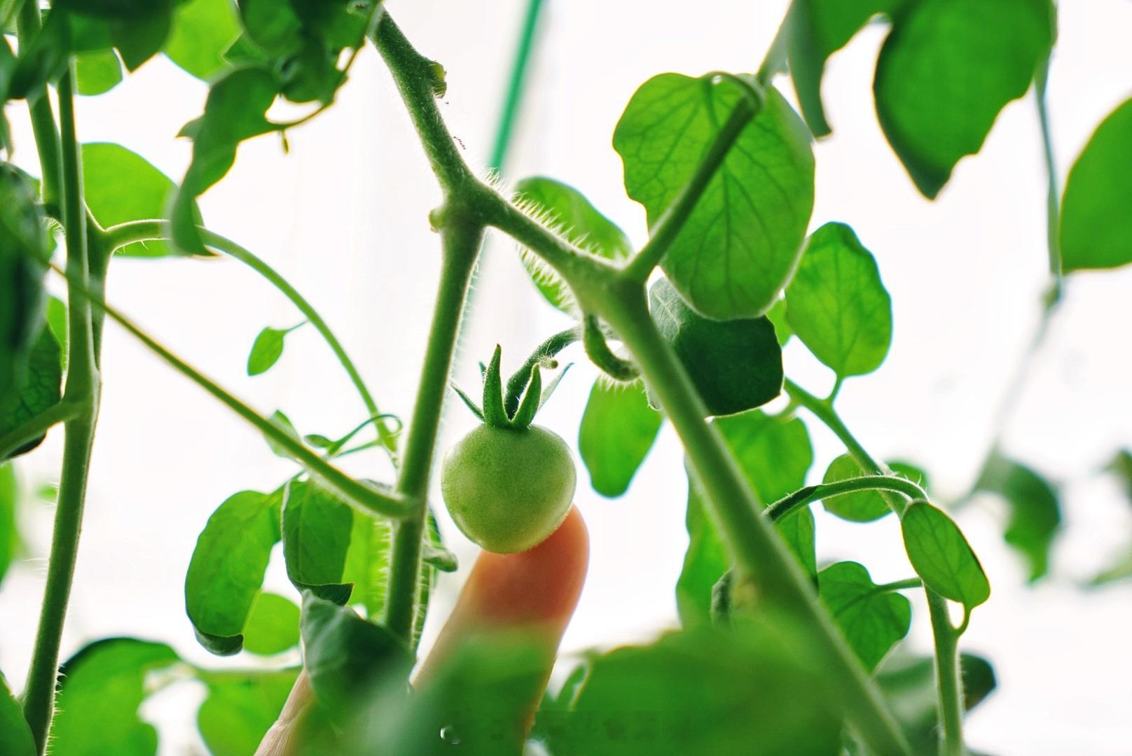 8月就采收完番茄了唯一没有拔的这颗熬过了酷暑开始逆生长了🍅#阳台花园[超话]#