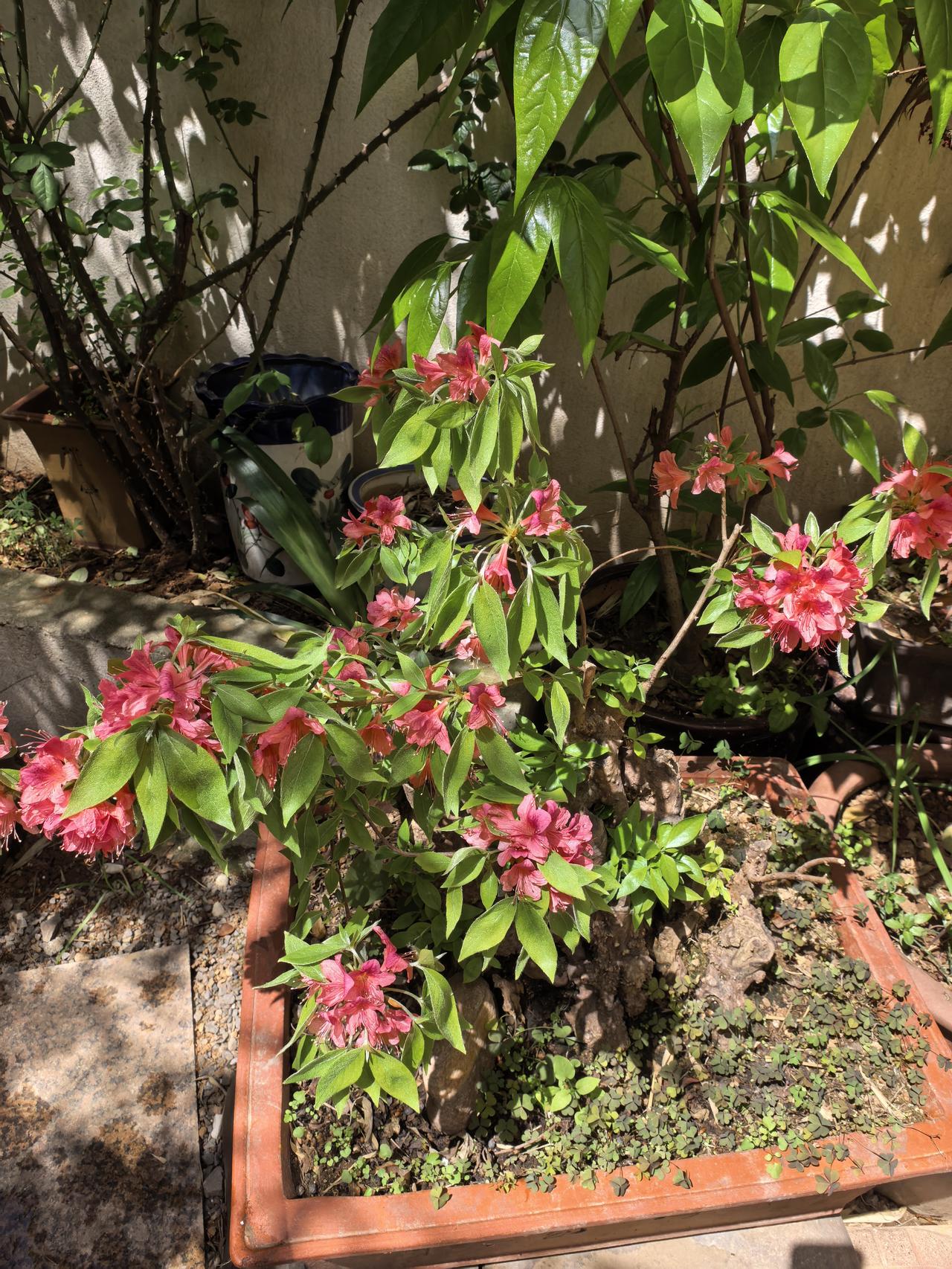 春天的小院。有花有菜有太阳有微风，主要是还没有蚊虫。适合赏花，发呆，看书，喝茶，
