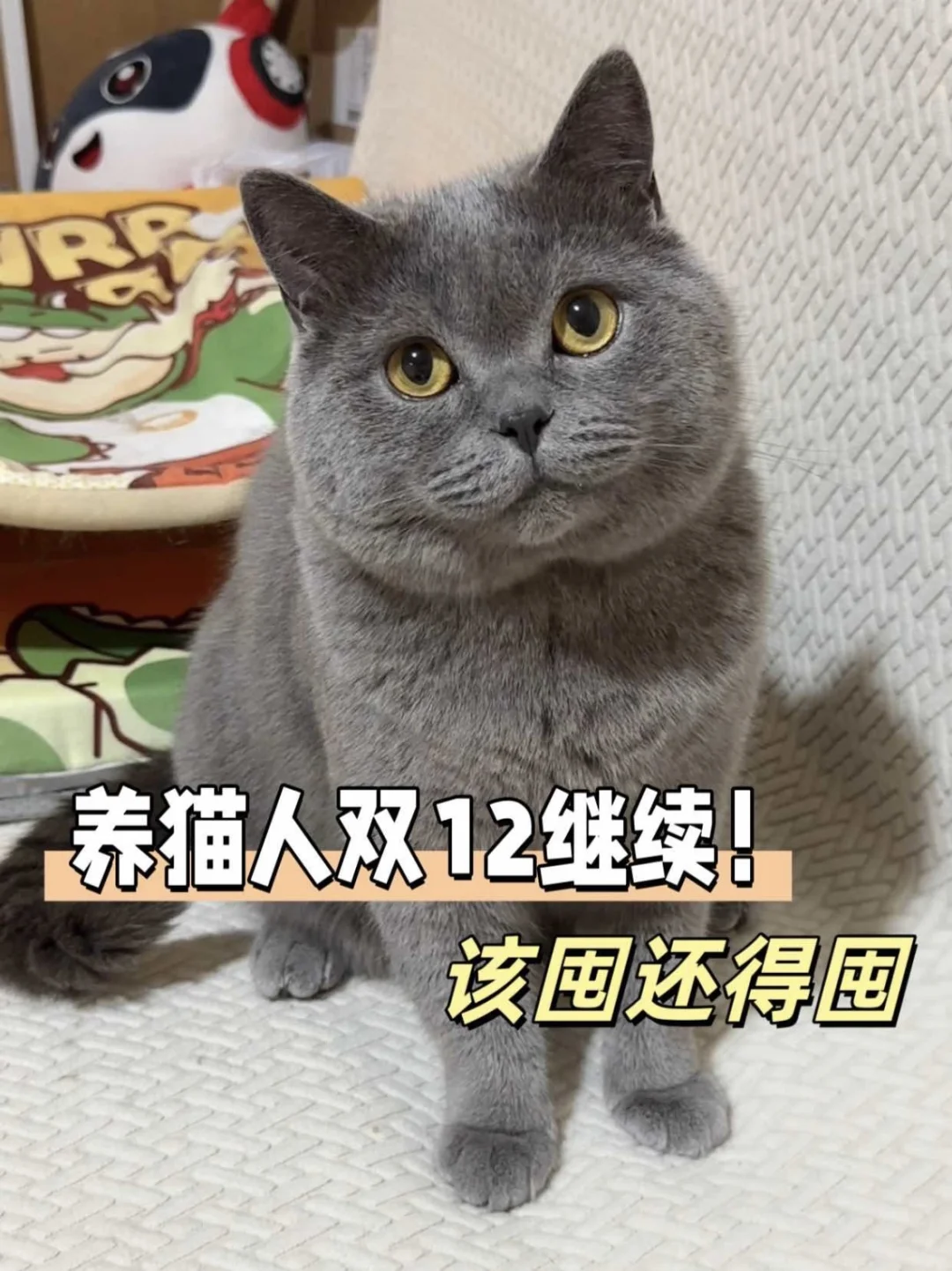 养猫人双1⃣️2⃣️继续❗该囤还得囤