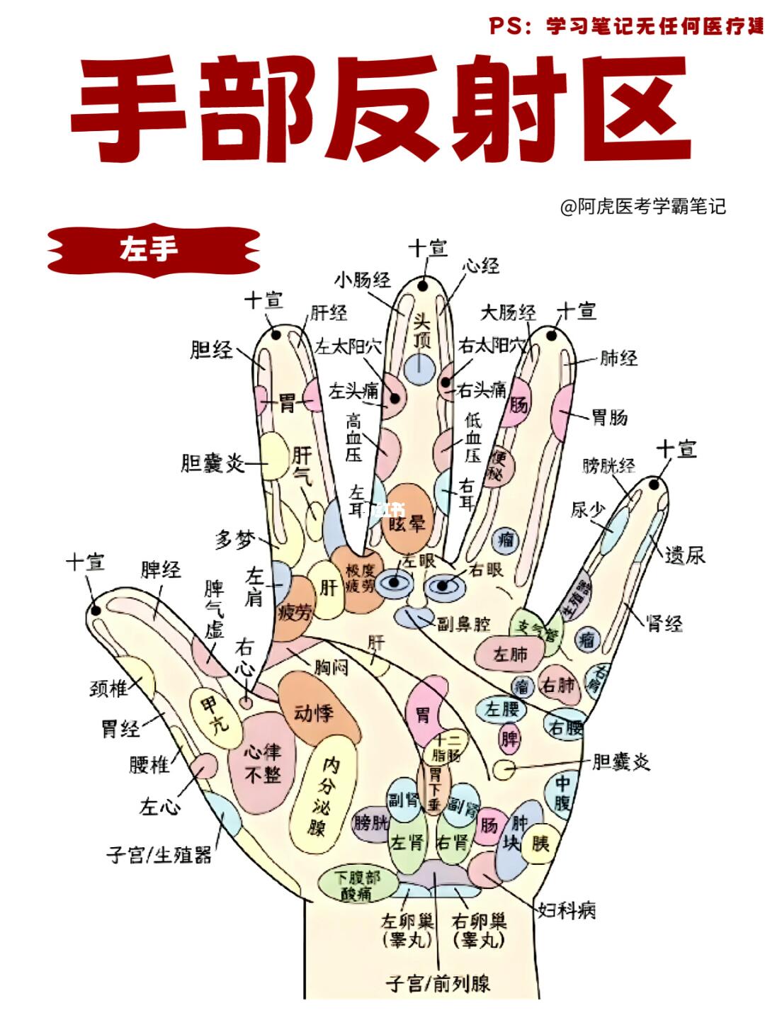 医学生笔记📒｜左手手部反射区👆