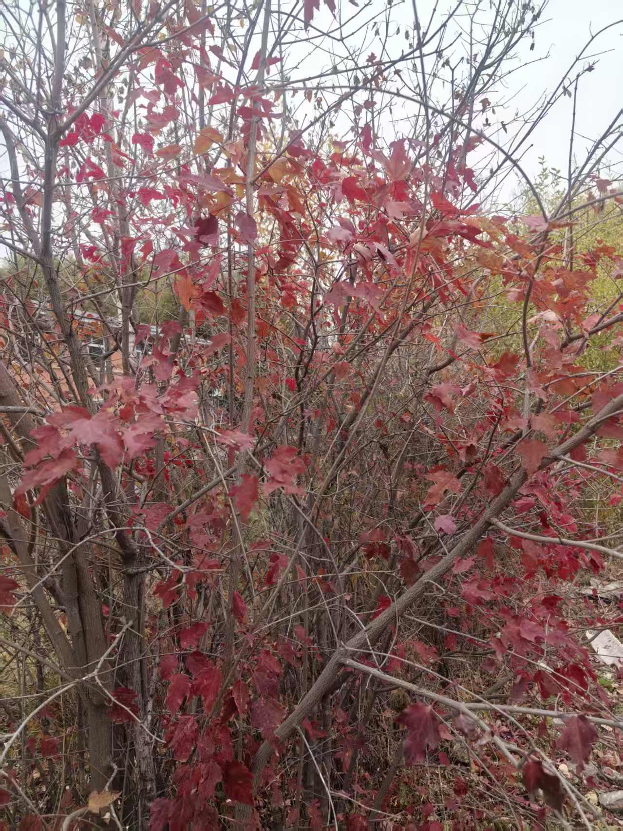 秋天的树叶太漂亮了，
你看这树，枝桠里挤满的红叶，像把夏天没燃尽的热情全泼在叶子