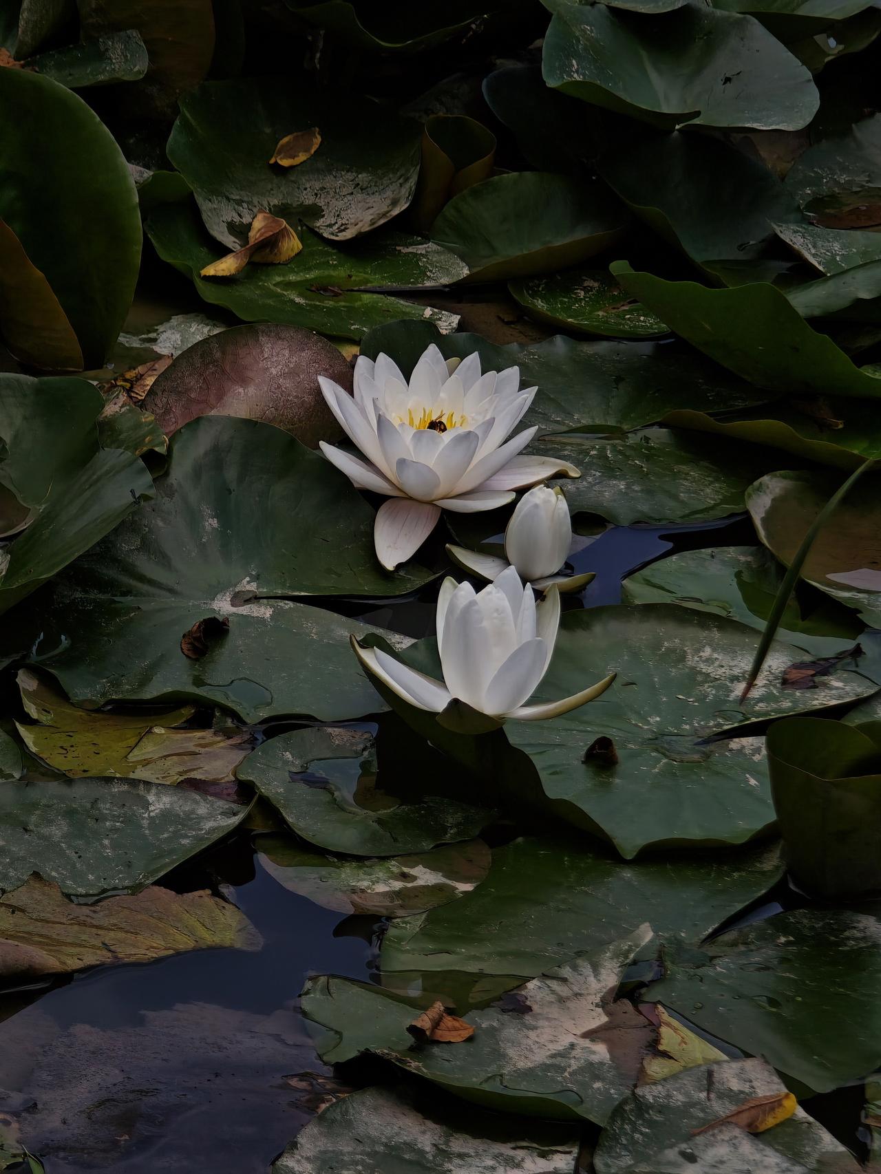 三朵洁白的睡莲在深绿色的荷叶间绽放，花瓣洁白，花蕊金黄，周围点缀着水珠与落叶，整