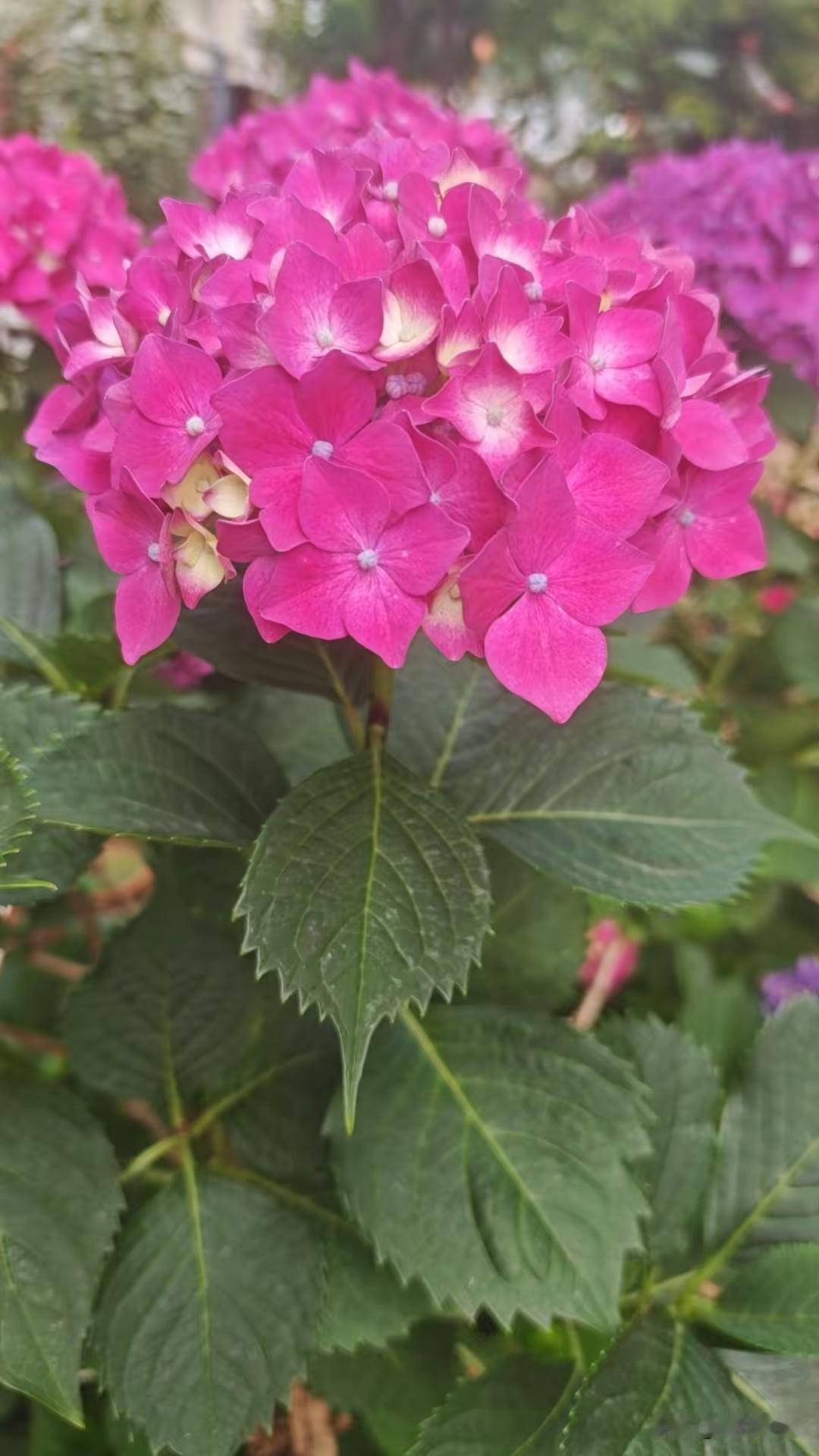 晒晒随手拍的花