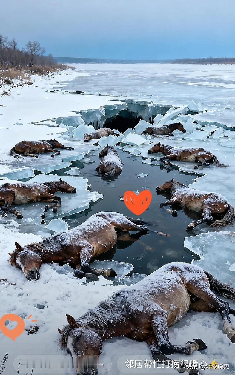 看着黑龙江东风水库
那13匹冻僵在冰层里的马
心里真的一阵刺痛。[嘘]

最近黑