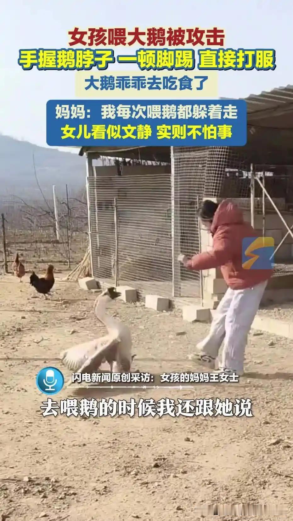 一名女孩原本在户外温柔投喂大鹅，画面十分温馨。没想到其中一只大鹅突然性情大变，猛