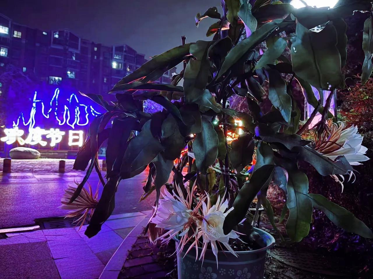 《独乐乐不如众乐乐：南京一住户用自家的精品花卉装点小区大门》
   在南京城北的