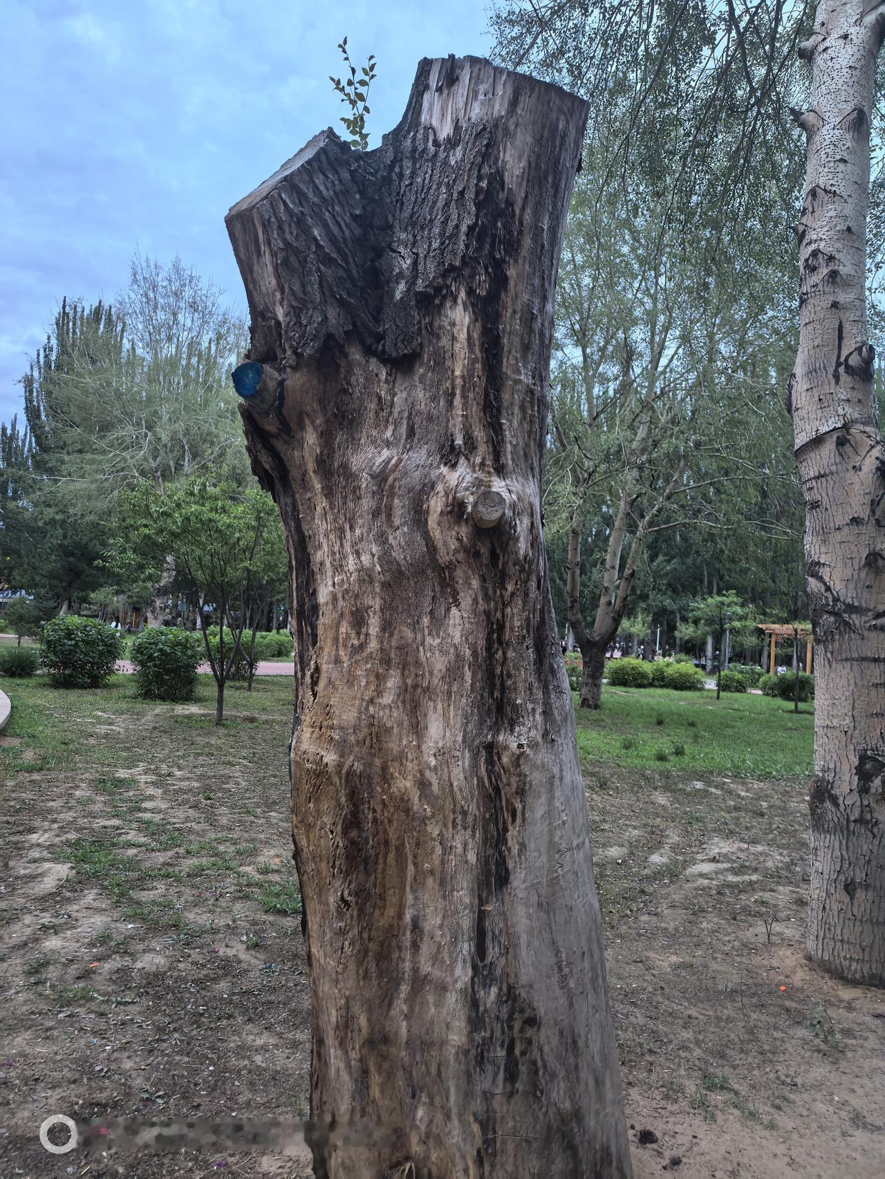 枯木逢春——劳动公园的这棵树原本已经枯死了，但是顶部居然又发芽了！生命力真顽强！