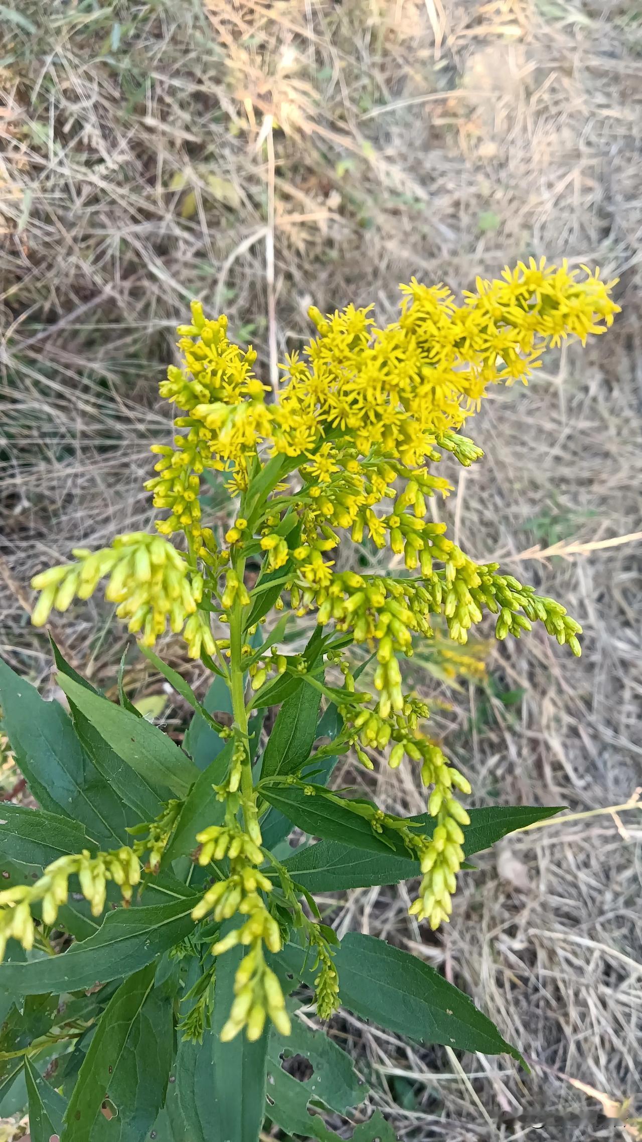 这就是一枝黄花吧？这种外来物种在苏南的荒地里随处可见，而且没有看到有人为干预啊！