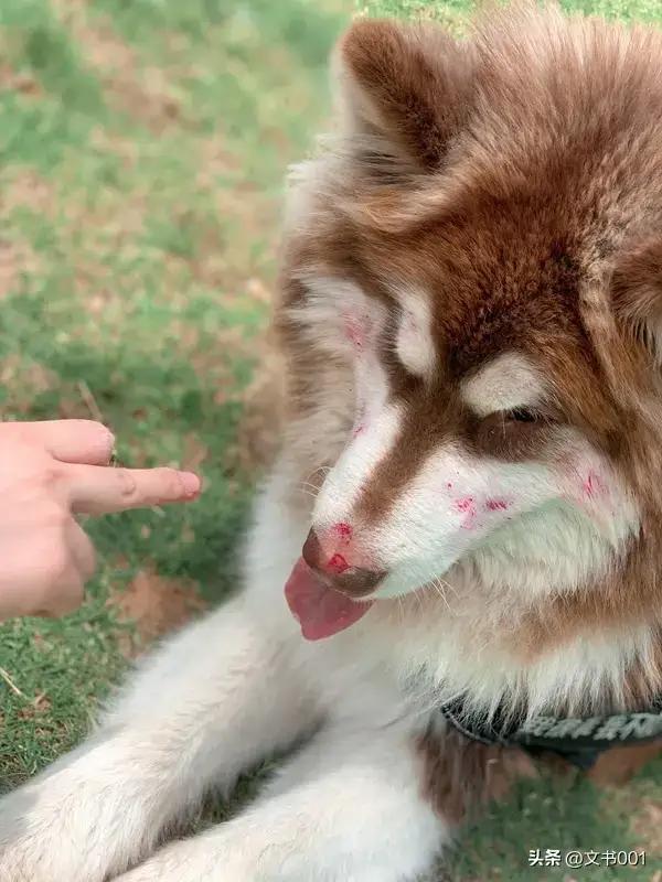 女子被流浪狗咬伤3天后狗死了太吓人了！三级暴露+咬人的狗3天内死亡，基本坐实狂犬