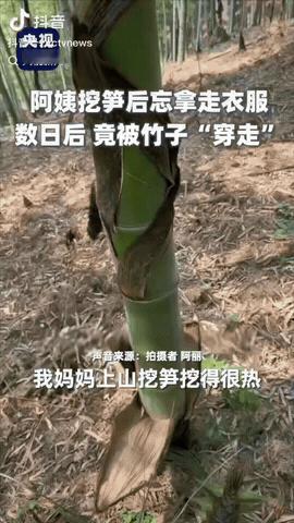 福建，一女子去竹林挖竹笋，由于天气太热，她就把外套脱下放在了地上，她走的时候忘记