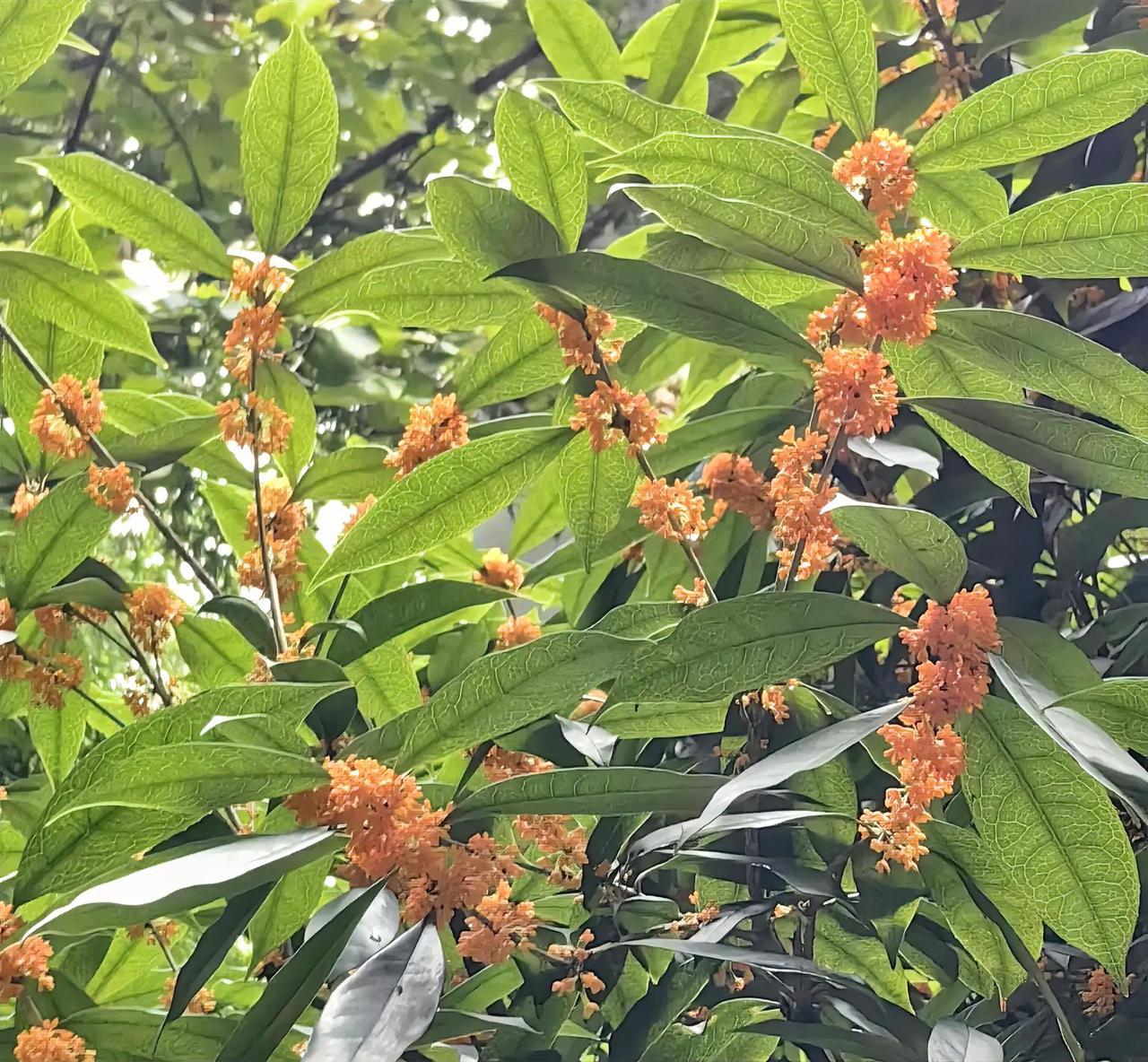 又到桂花漂香时