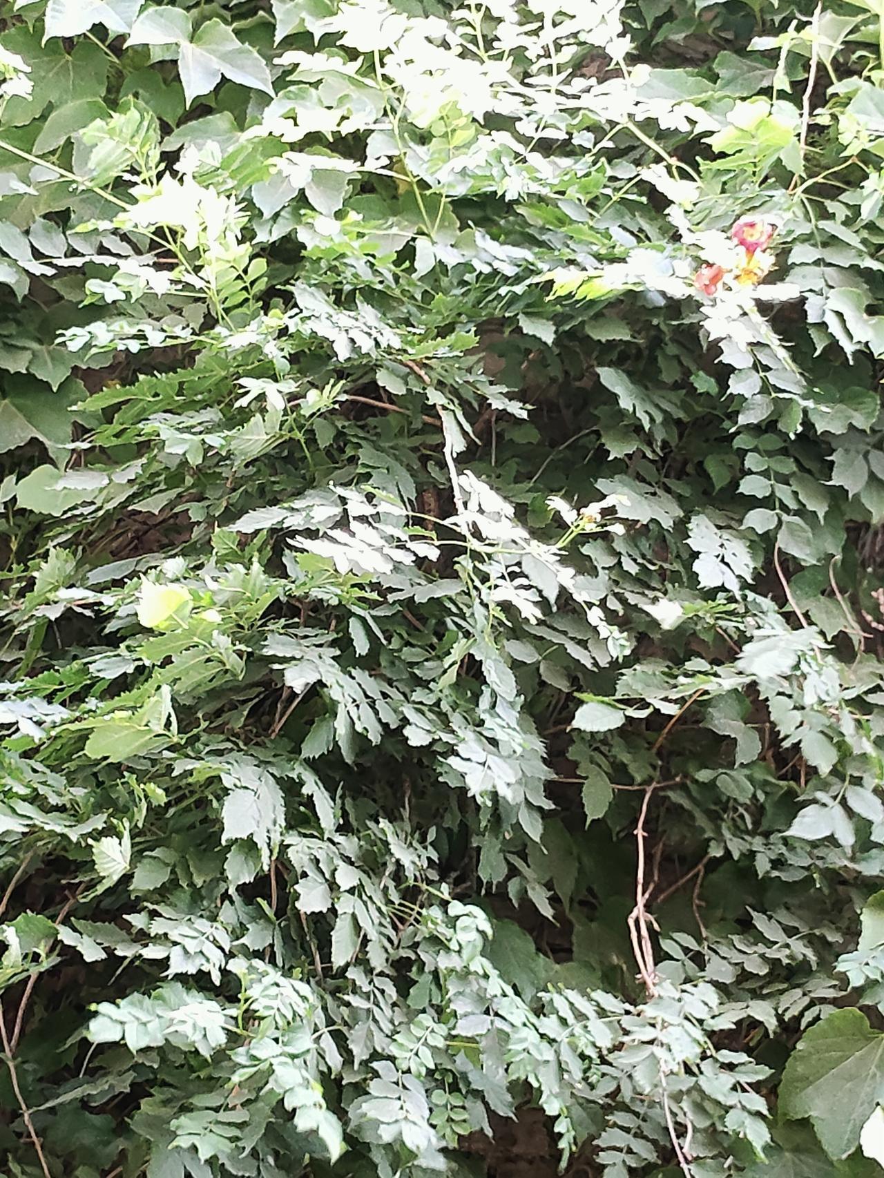 真心话茶局老墙爬满层层叠叠的绿意，爬山虎舒展着宽大叶片，细碎枝叶交错缠绕，几枝凌