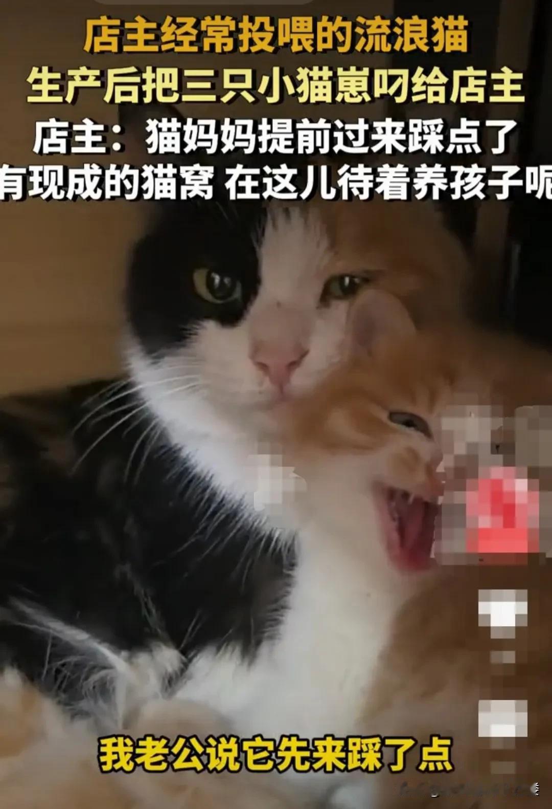 河北廊坊，店主经常喂养小区的一只流浪猫。这只流浪猫在过年前生了三个猫崽子。
流浪