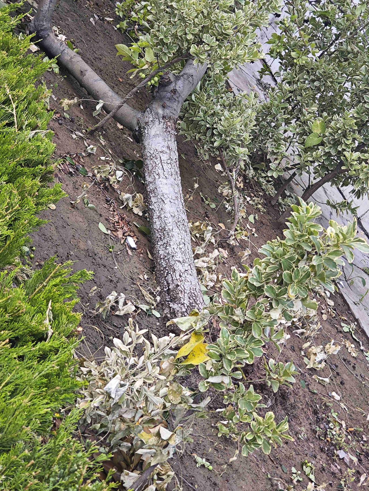 我的今日状态：😁轻松愉快
我这里的天气：☀️晴天
昨晚一阵狂风暴雨，今晨到处都
