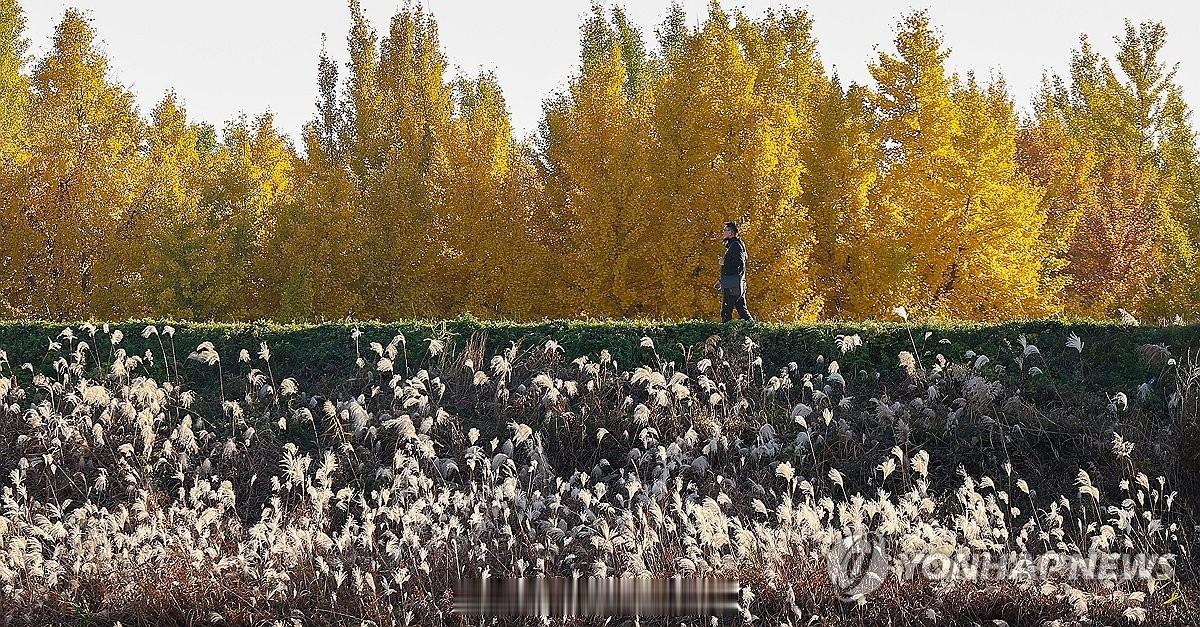 金秋美景11月16日，在庆尚北道高灵郡，一名市民走在披上金色外套的银杏树林边，尽