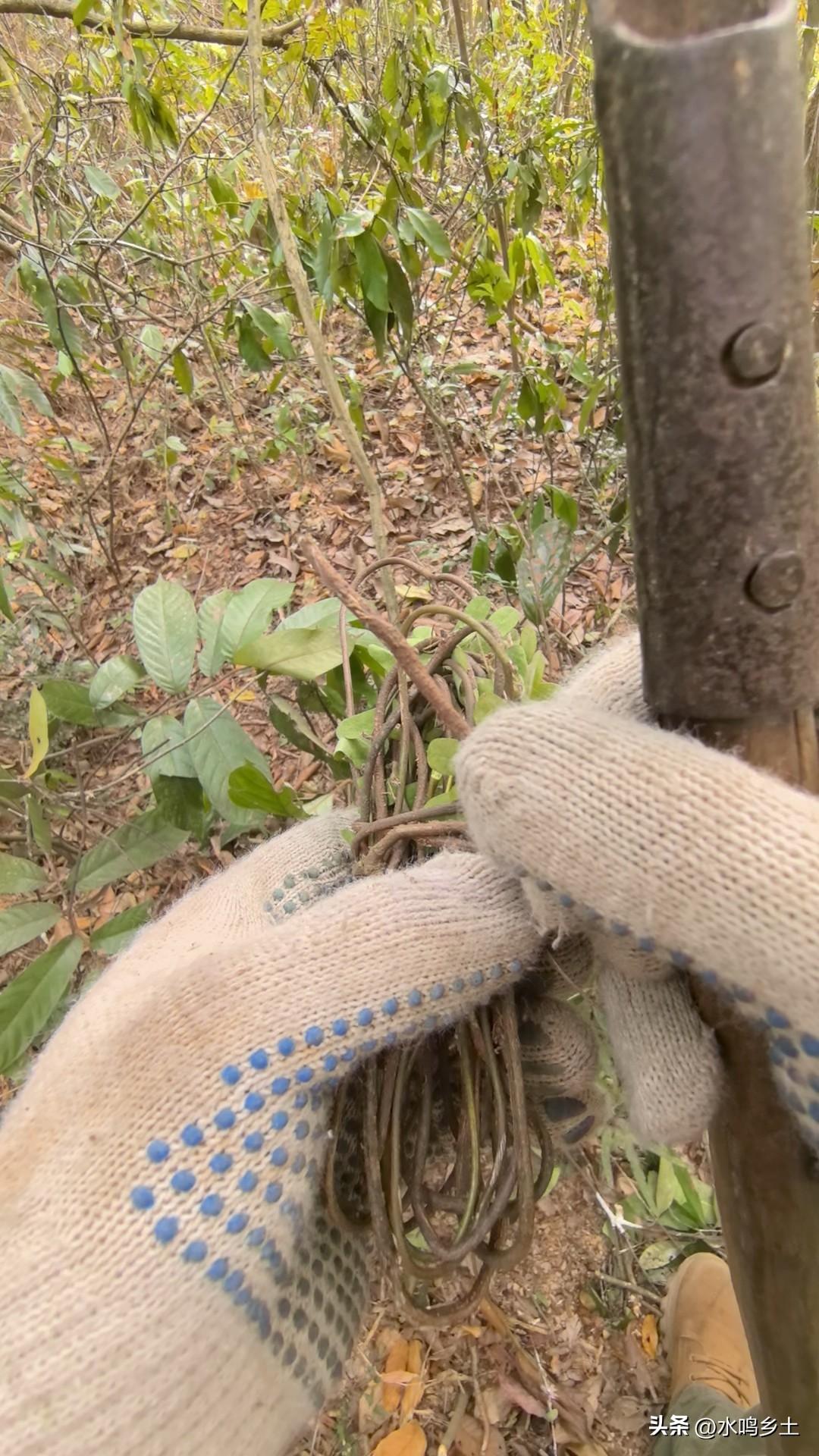 鸡骨草是一种普通本草，生长在山区的人基本都认识，平时可以采点回家备用，煮点凉茶喝