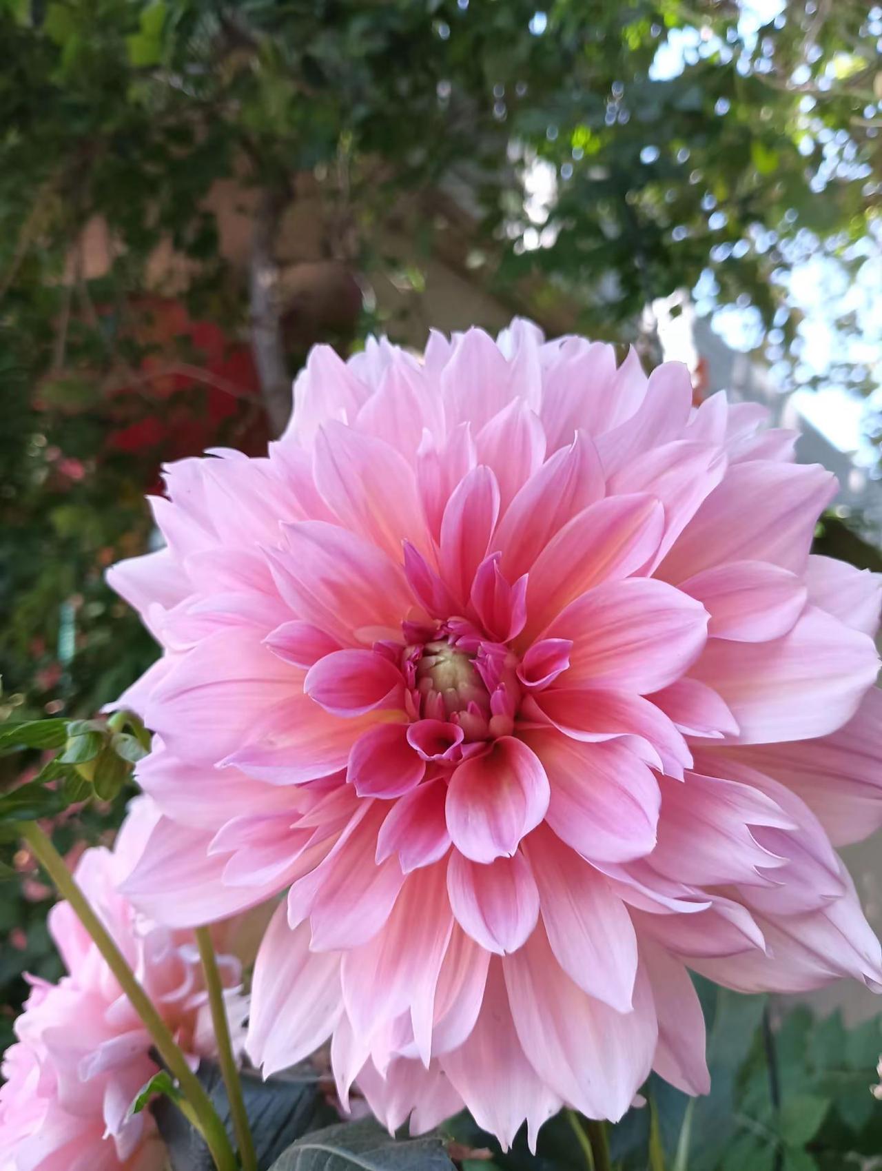 大丽花盛开的季节